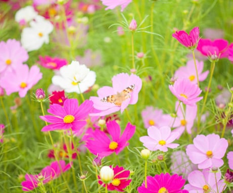 あなたの花を教えます ❤︎あなたの花を知りたいのです イメージ2