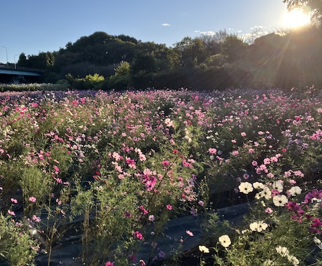 不妊治療のお悩み不安な気持ちをとことんお聞きします 私自身不妊治療を約3年間経験しました。お悩みお聞かせください イメージ1