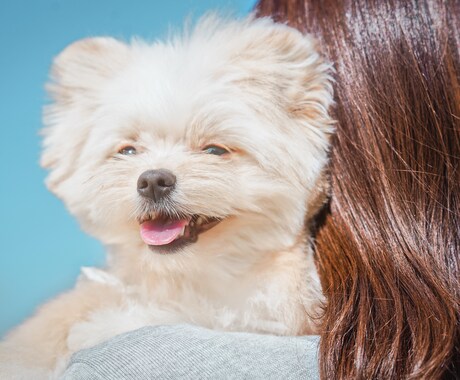 犬【SNS掲載OK】わんちゃんのお写真撮影します 何気ない毎日を、かけがえのないキヲクに。 イメージ2