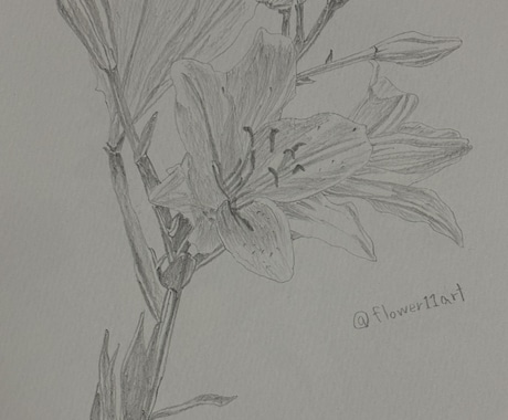 鉛筆でご依頼されたお花の絵を描きます 素人の模写作品です。本気で描かせていただきます。 イメージ2