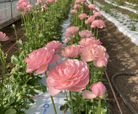 農業（野菜や花）の生産や販売のアドバイスしますます JA勤務歴20年のJAマンが、農業初心者へアドバイス！ イメージ2