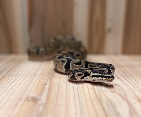 爬虫類コンサルタント承ります 爬虫類飼育の扉を開こう！！一緒に悩みましょう！ イメージ2