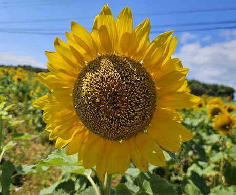 誰かと話したい時に側に寄り添います 話終わった後に貴方が笑顔溢れる様にお手伝いさせて頂きます イメージ1