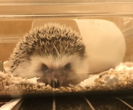お話し相手にならさせていただきます ☆愚痴でも相談でも何気ない会話なんでもどうぞ♪ イメージ1