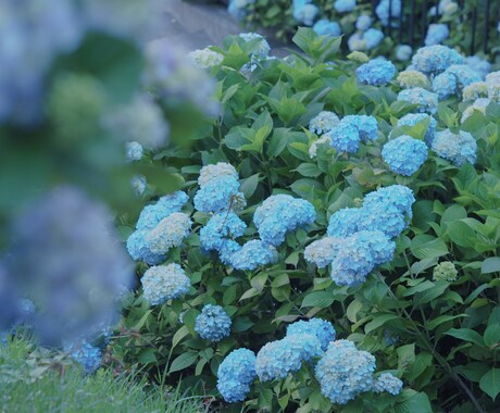 素材としての写真をご提供いたします 四季や風景の素材を探している方にぴったりな写真です。 イメージ2