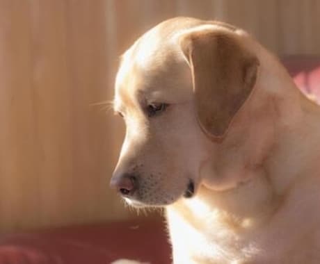 ペットの気持ちをお伝えいたします 飼い主様とペットさんの間に入って通訳いたします イメージ1