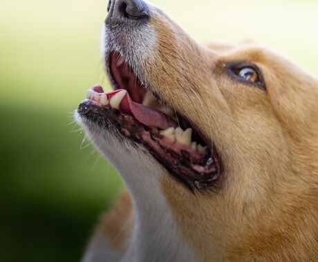 宮城県　猫や犬など様々なペットの写真撮影します 撮影、編集まで可能な限りお客様のイメージ通りに行います イメージ1