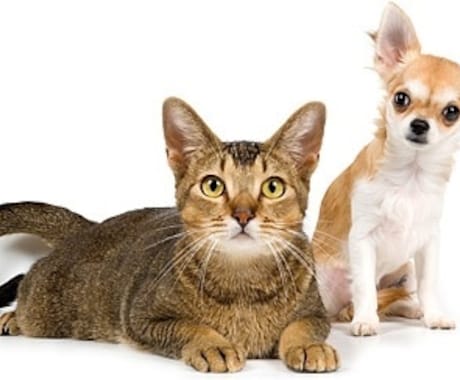 ペットヒーリングします あなたの大事な家族、猫や犬などペット、動物の健康回復、維持に イメージ2