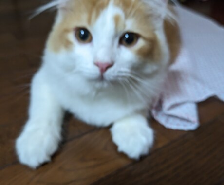 迷子の猫探し保護の仕方教えます 現役の猫探偵、猫ちゃん探し保護の仕方をアドバイス致します。 イメージ1