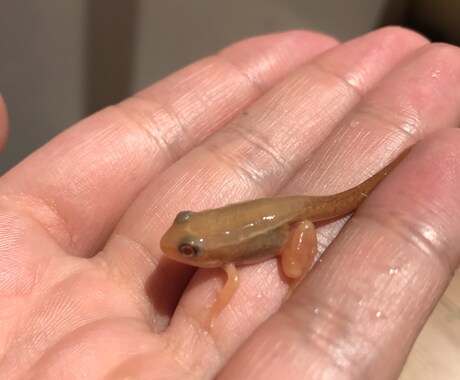 爬虫類、両生類の飼育方法を飼育員目線で教えます 生体が餌を食べない、大きくならないと感じたあなたへ！ イメージ1