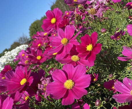 現役植木屋が観葉植物、お花や植栽のアドバイスします 現役で働いてますのでなんでも質問受付てます！ イメージ1