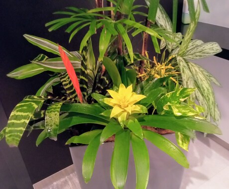 観葉植物を元気に育てる方法を基本からお教えします 育てる喜びを分かち合えたら嬉しいです イメージ1