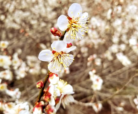 お話、なんでも聞きます ただ話を聞いて欲しい、本音を話したい等の方にオススメです イメージ2