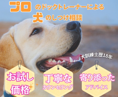 犬のしつけお悩み相談☆プロがアドバイスします ☆お試し価格☆訓練士歴18年のプロにお気軽にご相談ください！ イメージ1