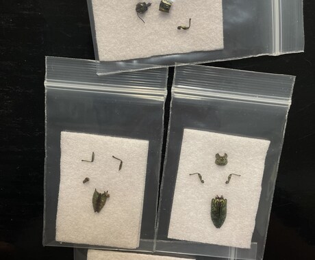昆虫標本の専門家であなたの標本をさらに輝かせます 昆虫類の標本展足と再構築の専門家です！ イメージ1