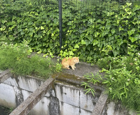 安らかな眠りを提供します 不安やイライラそんな感情を落ち着かせ安らかな眠りを届けます イメージ1