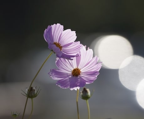 不倫、複雑愛、片思い、辛い恋の行方を占います お相手と結ばれるためのお手伝いを致します。 イメージ1