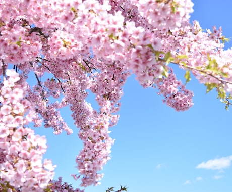 京都の桜観光！を教えます 桜名所が多数の京都、地元民ならではの選りすぐりの名所紹介！ イメージ1
