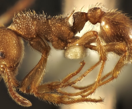 昆虫の深度合成写真を撮影します 高解像度の標本写真が必要な方へ イメージ1