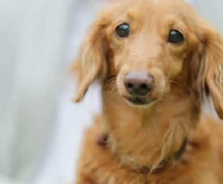 室内犬専門♥ワンチャンのストレスを解消します ♥お家の中で一緒に生活する室内犬ならではのお悩みを解決します イメージ1