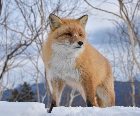 北海道旅行で野生動物に出会うコツを教えますます 北海道在住の動物写真家がご提案！ イメージ2