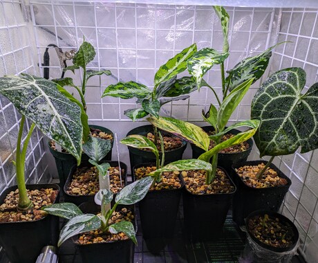 観葉植物に関するお悩み解決します 自宅にて50鉢以上育てている僕がお悩み解決します イメージ1