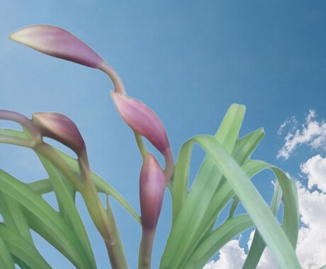 シンビジウムのお悩み解決、お手伝いいたします 植物がもっと好きになる、育てるワクワクもお届けします イメージ2