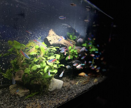 メダカ～熱帯魚まで相談のります 初心者でも簡単に心の癒しを味わいましょ！！ イメージ1