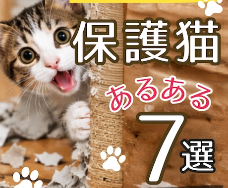 猫instagramの投稿や広告画像制作します ねこに特化！イメージに寄り添い丁寧にデザイン制作いたします！ イメージ1