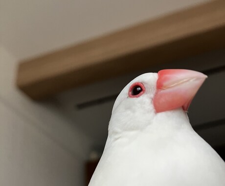 動物病院の就職支援します 獣医学生、動物看護学生さん、就職で心配事ございませんか。 イメージ1