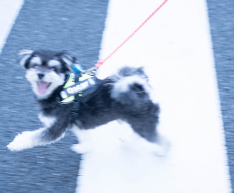 あなたのペットかわいく撮ります 犬、猫、鳥、ハムスター、爬虫類！全てのペット撮影します！ イメージ1