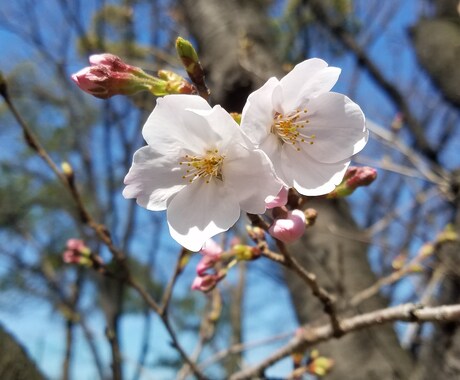 あなたのホロスコープ鑑定します 自分の長所や能力を知り今に役立てませんか？ イメージ2