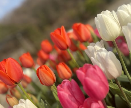 必ず話をして良かったと思わせます 相談件数100件越え(ここではないですが)必ずご納得できます イメージ1