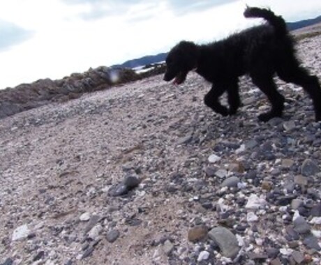 愛犬の育児に正しい知識を持って取り組みましょう。 イメージ2