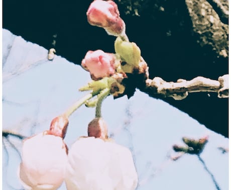 人間より長寿の桜の木、その精霊に貴方の幸せ聴きます 万物の一部である貴方、桜の木からのメッセージ聴いてみませんか イメージ1
