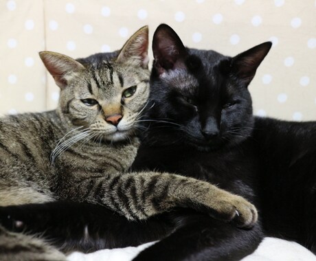 猫プロが撮った写真集あります 猫大好きな猫好き猫ままです!猫の写真提供 イメージ2