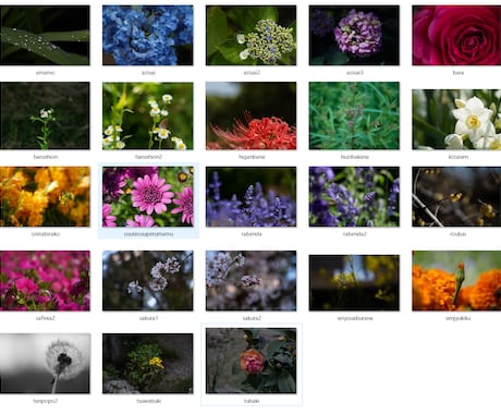 ワンランク上のお花写真★被りにくい写真提供します "綺麗なボケ味"（33種セット）著作権フリー写真素材ご提供 イメージ1