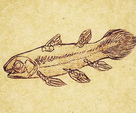海や川の生き物の絵を描きます 骨～生体までをシンプルにして描きます イメージ1