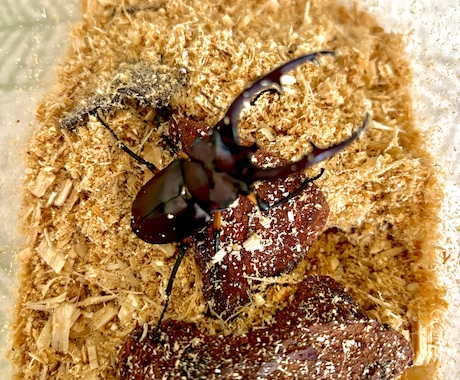 カブト・クワガタの飼育、ブリードの相談に乗ります カブト・クワガタの飼育やブリード、何でもお任せください。 イメージ2