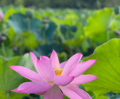 算命学で人生の生き方お伝えいたします 命式で、自分を知って自分を整えましょう！ イメージ1