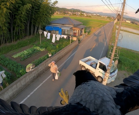 動物視点の没入体験動画を制作します 臨場感ある視点で印象に残る映像を制作します イメージ2