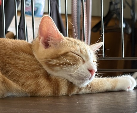 あなたの悩みや愚痴、1分から話を聞きます 犬や猫の話大歓迎！誰かに聞いて欲しい話、ぜひお話しください！ イメージ1