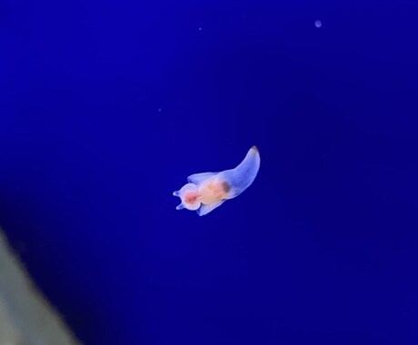心細い方のお悩み相談聴きます 今まで頑張って来た方がゆるゆると力を抜き 気楽な方向へ イメージ1