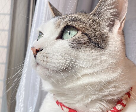 虹組さん✰現役さんからのメッセージを届けます 通常版♡心を紡ぎ、愛を紡ぐお手伝いをさせていただきます♡ イメージ2