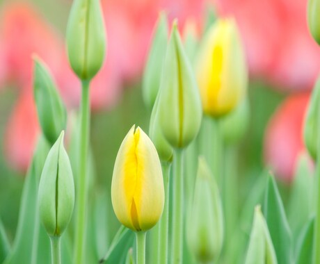 ビジネスタロットをします ビジネスタロットで人生の花を咲かせましょう！ イメージ1