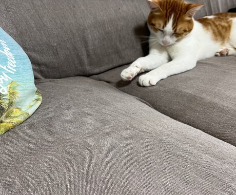 エネルギーヒーリング♡でかわいいペットを癒します 元気がない、食欲がないペットへお試しください イメージ2