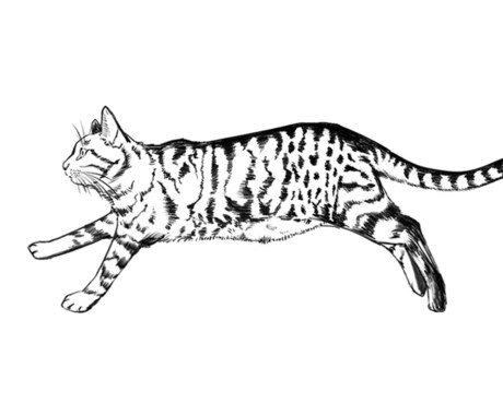 毛並みや表情まで丁寧に描き込みます 大好きな家族をイラストに！世界に一つだけの宝物。 イメージ2