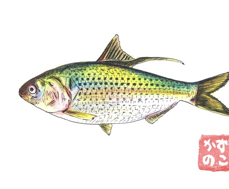 お魚のイラスト描きます どんな魚種もご相談ください！ポストカード販売もしています。 イメージ2