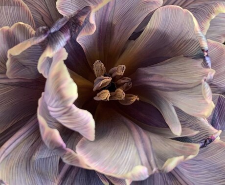 すぐに【通話】にてお花からメッセージをお伝えします 高い視点から、なぜこの現実が起こったかわかるとほっとします♡ イメージ1