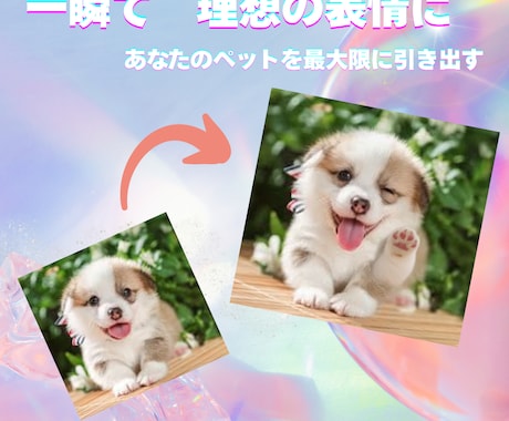 奇跡の一枚にあなたのペットを理想の表情に加工します もう少し笑顔だったら完璧なのに、そんなお悩みはありませんか？ イメージ1